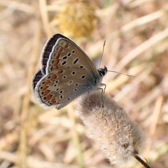 Polyommatus celina
