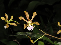 Encyclia aenicta