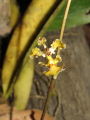 Trichocentrum natalieae