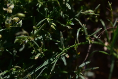 Helianthemum oelandicum