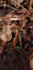Lactarius rimosellus