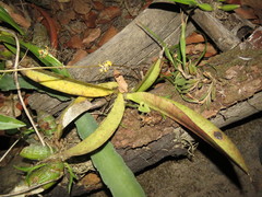 Trichocentrum natalieae