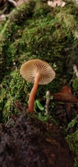 Lactarius rimosellus