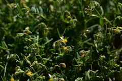 Helianthemum oelandicum