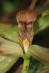 Maxillaria obtusa