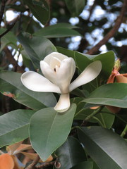 Magnolia pacifica