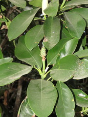 Magnolia pacifica