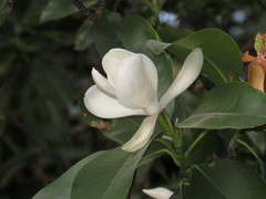 Magnolia pacifica