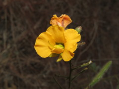 Senna pilifera