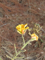Senna pilifera