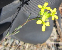 Erysimum coarctatum