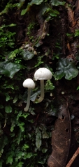 Alboleptonia