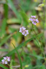Valerianella coronata