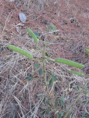 Senna pilifera