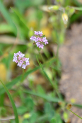 Valerianella coronata