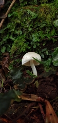 Alboleptonia