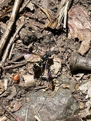 Sphiximorpha willistoni