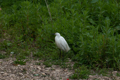 Egretta garzetta