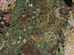 Anemonia sargassensis