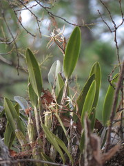 Epidendrum cilioccidentale