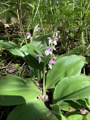 Galearis spectabilis