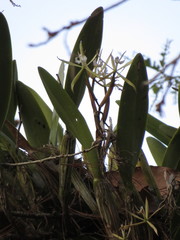 Epidendrum cilioccidentale