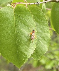 Theronia