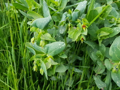 Cerinthe minor auriculata