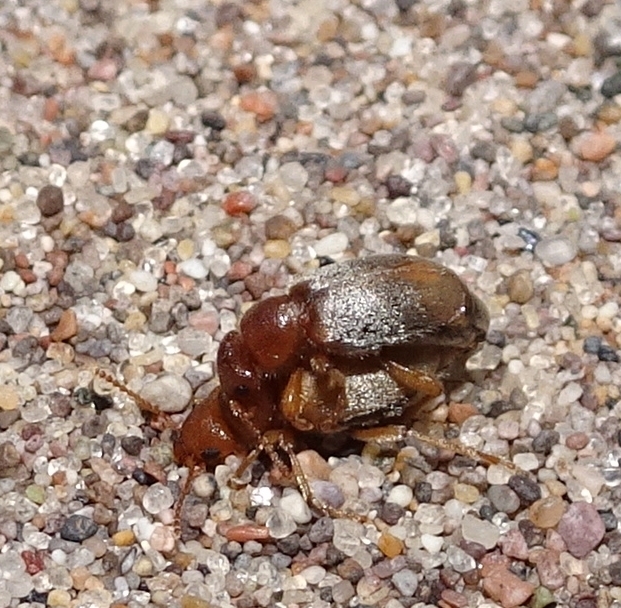 Amblyderus triplehorni