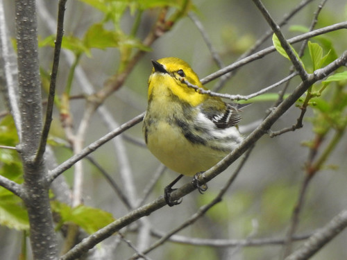 Black-throated Green Warbler, photo 8 of 10