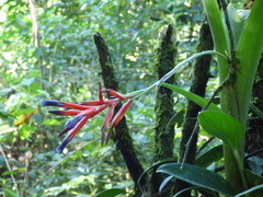 Quesnelia liboniana