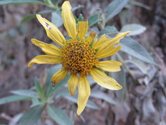 Tithonia calva