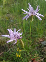 Scorzonera purpurea