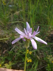 Scorzonera purpurea