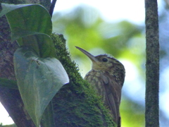 Xiphorhynchus fuscus