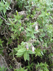 Podonosma orientalis