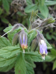 Podonosma orientalis