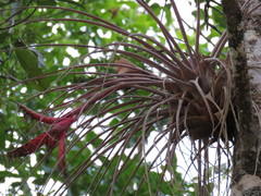Tillandsia grossispicata