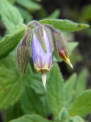 Podonosma orientalis