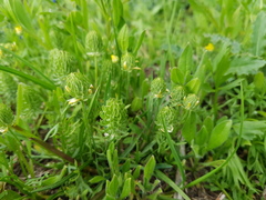 Ceratocephala falcata