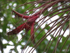 Tillandsia grossispicata