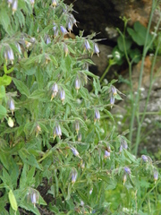 Podonosma orientalis