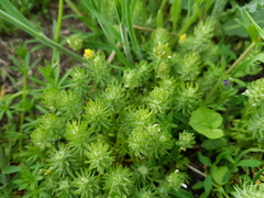 Ceratocephala falcata