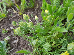 Ceratocephala falcata