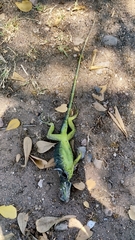 Iguana iguana