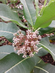 Asclepias syriaca