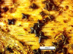 Actidium hysterioides