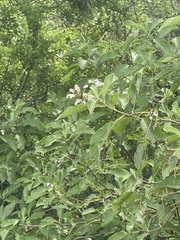 Tournefortia pubescens