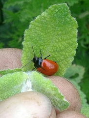 Chrysolina lucida