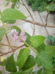 Salvia lasiantha
